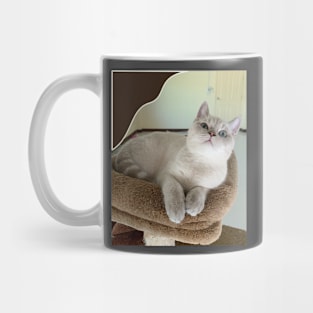 The angry cute cats Mug